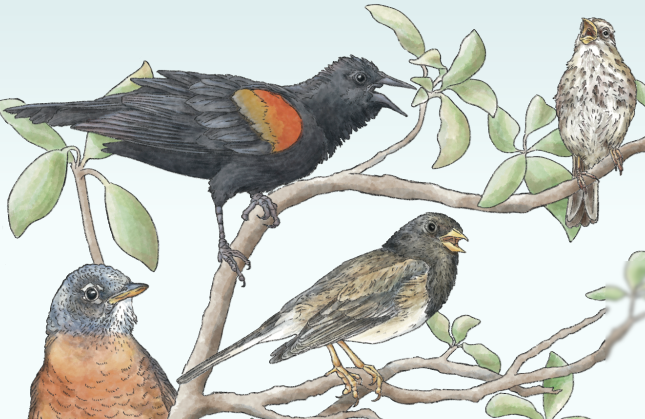 Hear the sounds of spring in your area
